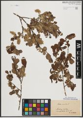 Foto von Salix aurita L.
